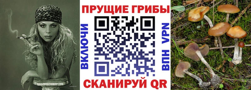 Купить закладки  Терек  Галлюциногенные грибы Psilocybine cubensis 